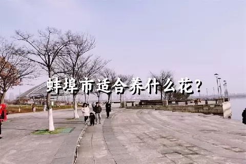 蚌埠市适合养什么花？