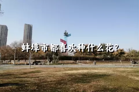 蚌埠市都喜欢种什么花？