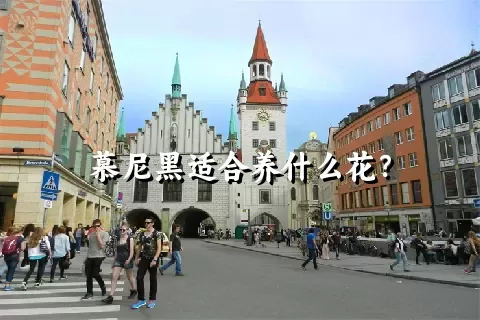 慕尼黑适合养什么花？