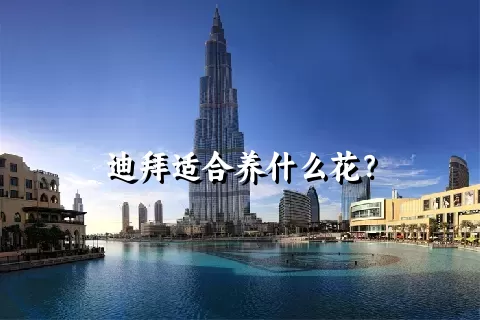 迪拜适合养什么花？