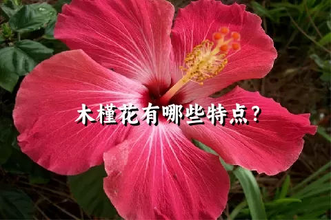 木槿花有哪些特点？