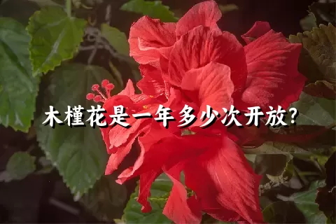 木槿花是一年多少次开放？