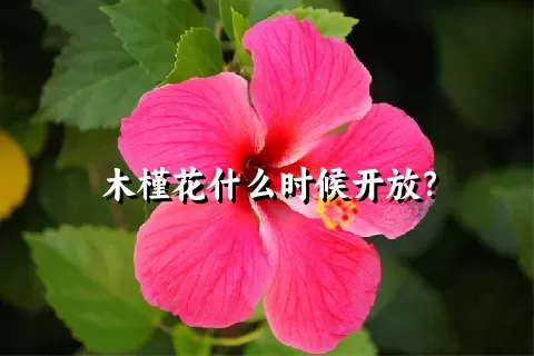 木槿花什么时候开放？