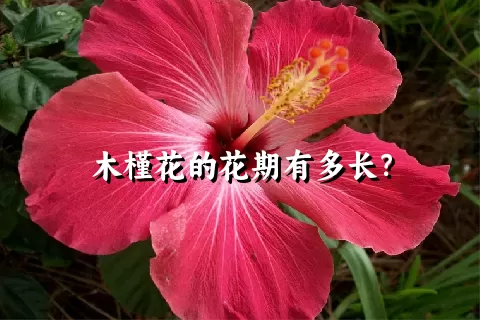 木槿花的花期有多长？