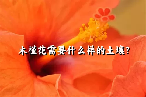 木槿花需要什么样的土壤？