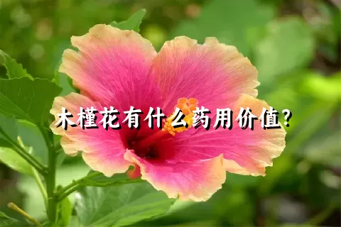 木槿花有什么药用价值？