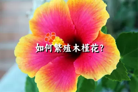 如何繁殖木槿花？