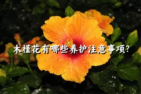 木槿花有哪些养护注意事项？