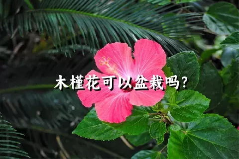 木槿花可以盆栽吗？