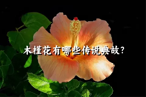 木槿花有哪些传说典故？