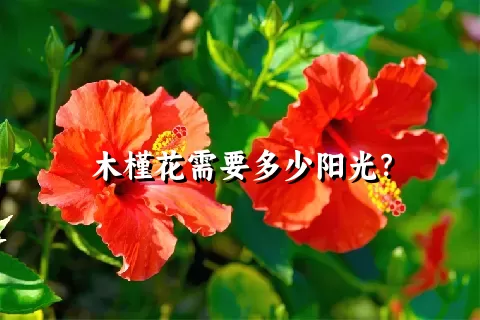 木槿花需要多少阳光？