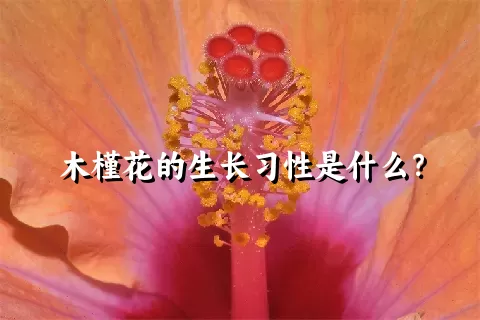 木槿花的生长习性是什么？