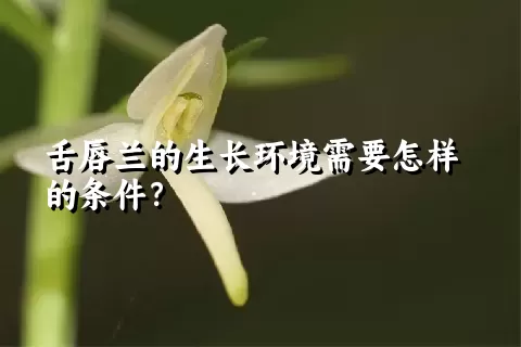 舌唇兰的生长环境需要怎样的条件？