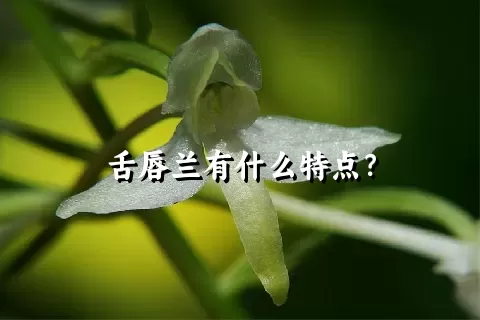 舌唇兰有什么特点？