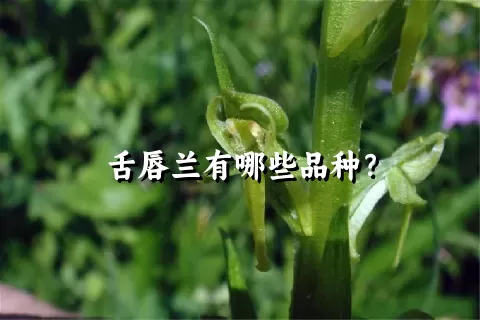 舌唇兰有哪些品种？