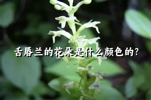 舌唇兰的花朵是什么颜色的？