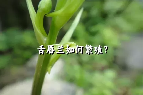 舌唇兰如何繁殖？