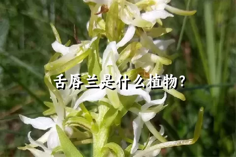 舌唇兰是什么植物？