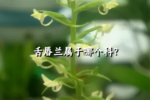 舌唇兰属于哪个科？