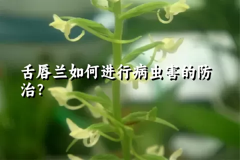 舌唇兰如何进行病虫害的防治？