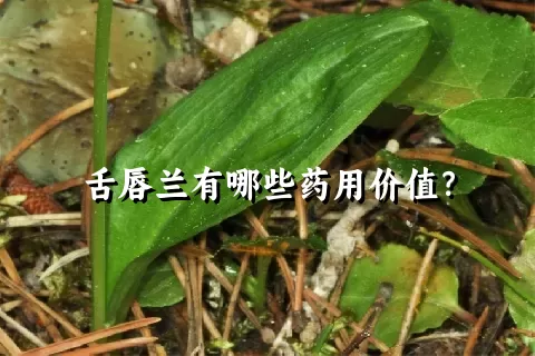 舌唇兰有哪些药用价值？