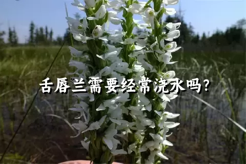 舌唇兰需要经常浇水吗？