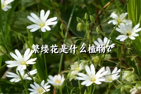 繁缕花是什么植物？