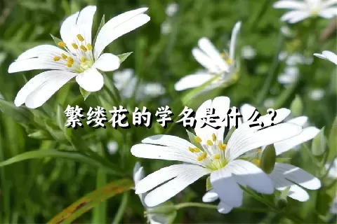 繁缕花的学名是什么？