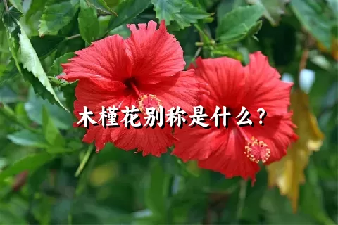 木槿花别称是什么？