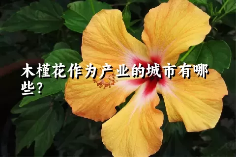 木槿花作为产业的城市有哪些？