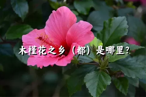 木槿花之乡（都）是哪里？