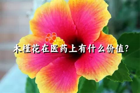 木槿花在医药上有什么价值？