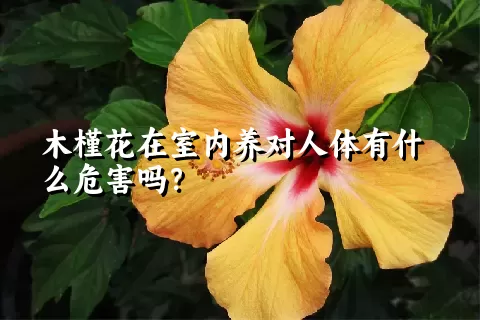 木槿花在室内养对人体有什么危害吗？