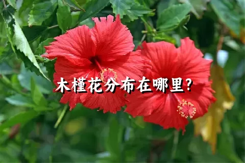 木槿花分布在哪里?