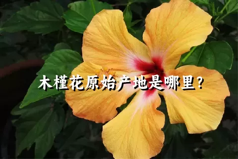 木槿花原始产地是哪里？