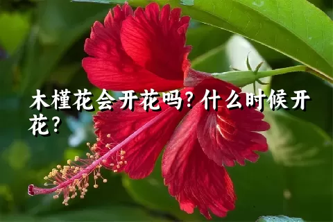 木槿花会开花吗？什么时候开花？