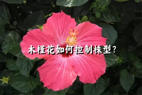 木槿花如何控制株型？