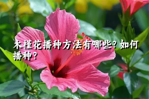 木槿花播种方法有哪些？如何播种？