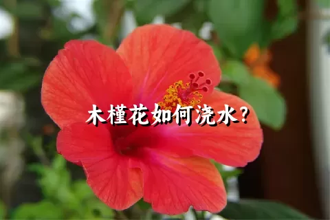 木槿花如何浇水？