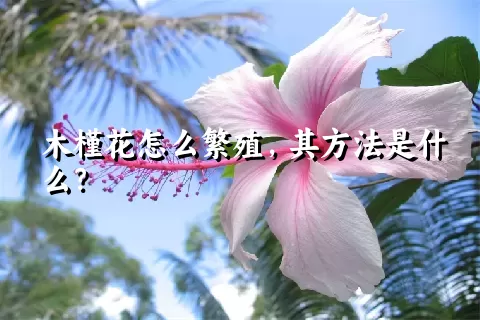 木槿花怎么繁殖，其方法是什么？