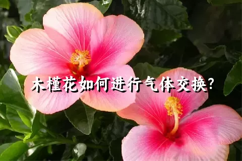 木槿花如何进行气体交换？