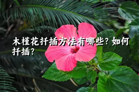 木槿花扦插方法有哪些？如何扦插？