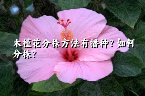 木槿花分株方法有播种？如何分株？