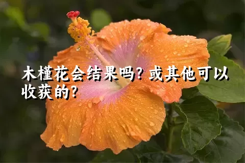 木槿花会结果吗？或其他可以收获的？