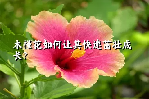 木槿花如何让其快速茁壮成长？