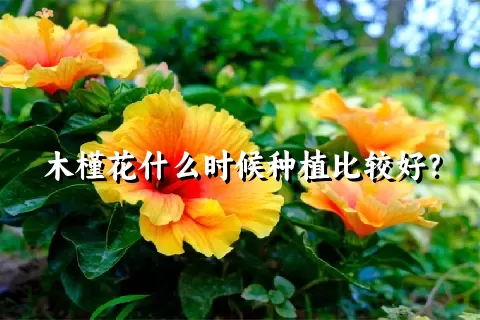 木槿花什么时候种植比较好？