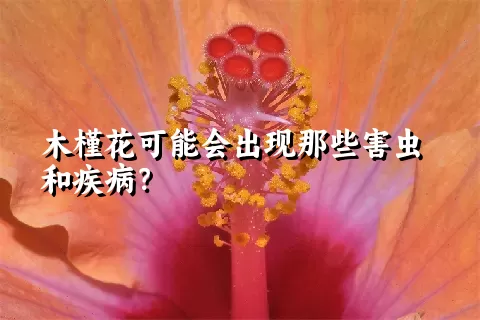 木槿花可能会出现那些害虫和疾病？