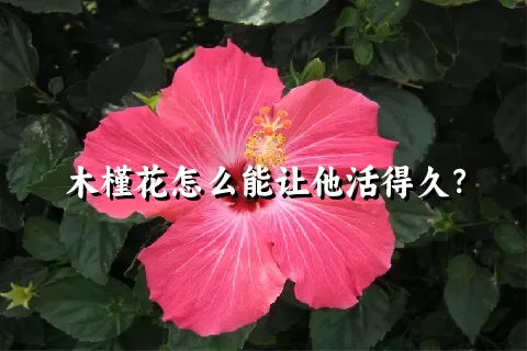 木槿花怎么能让他活得久？