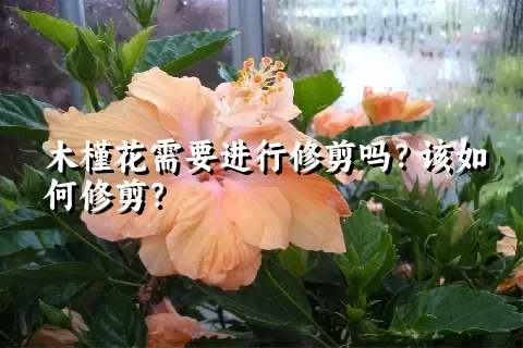 木槿花需要进行修剪吗？该如何修剪？