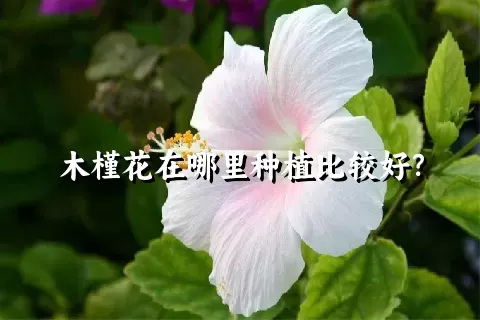 木槿花在哪里种植比较好？